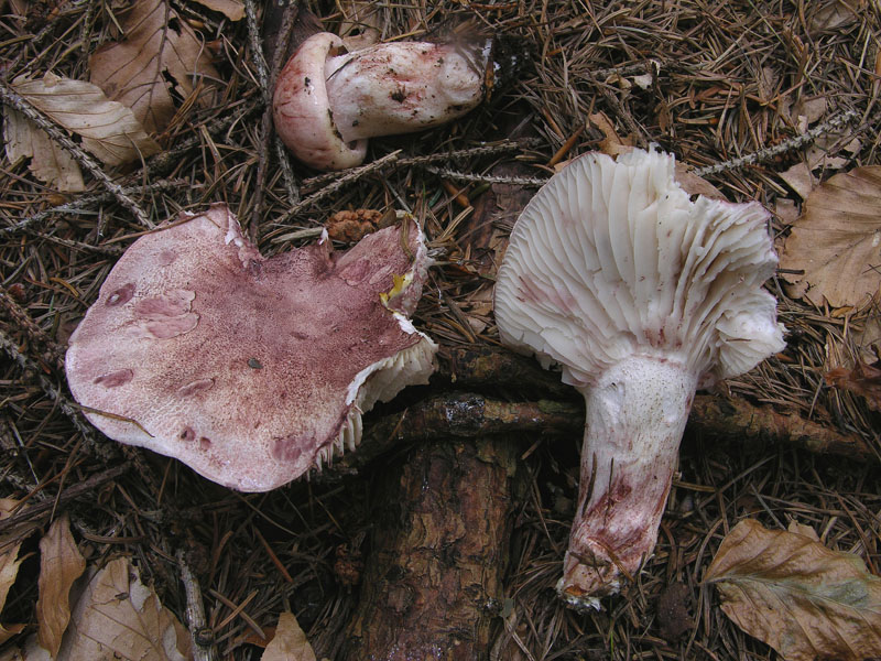 Hygrophorus erubescens